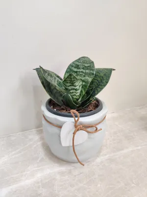 Snake Plant for Corporate Gifts